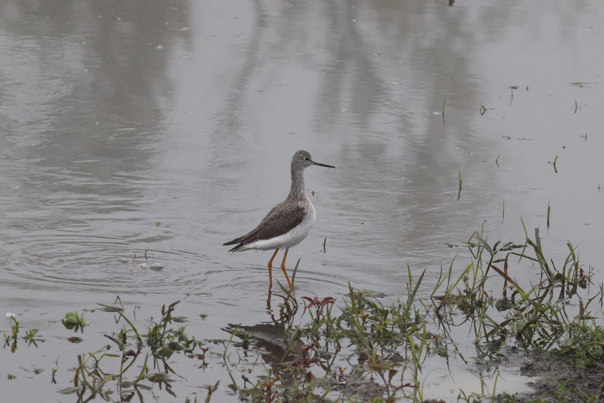 オオキアシシギ - ML647101783