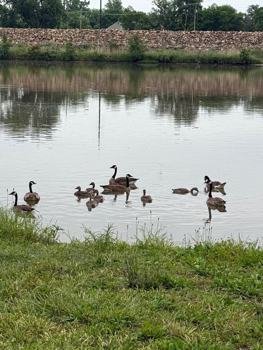 カナダガン - ML647101784