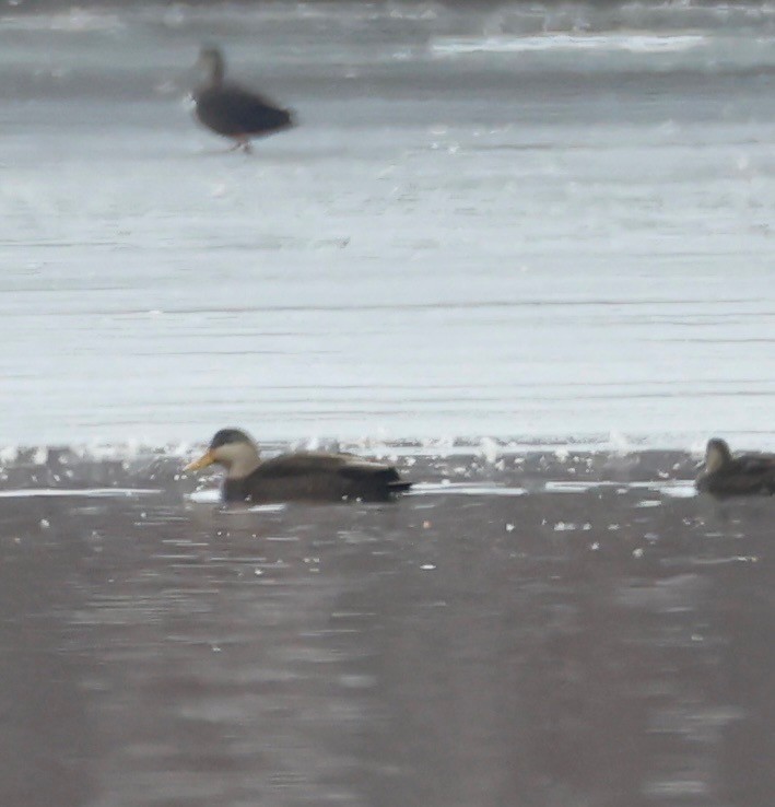 アメリカガモ - ML647101785