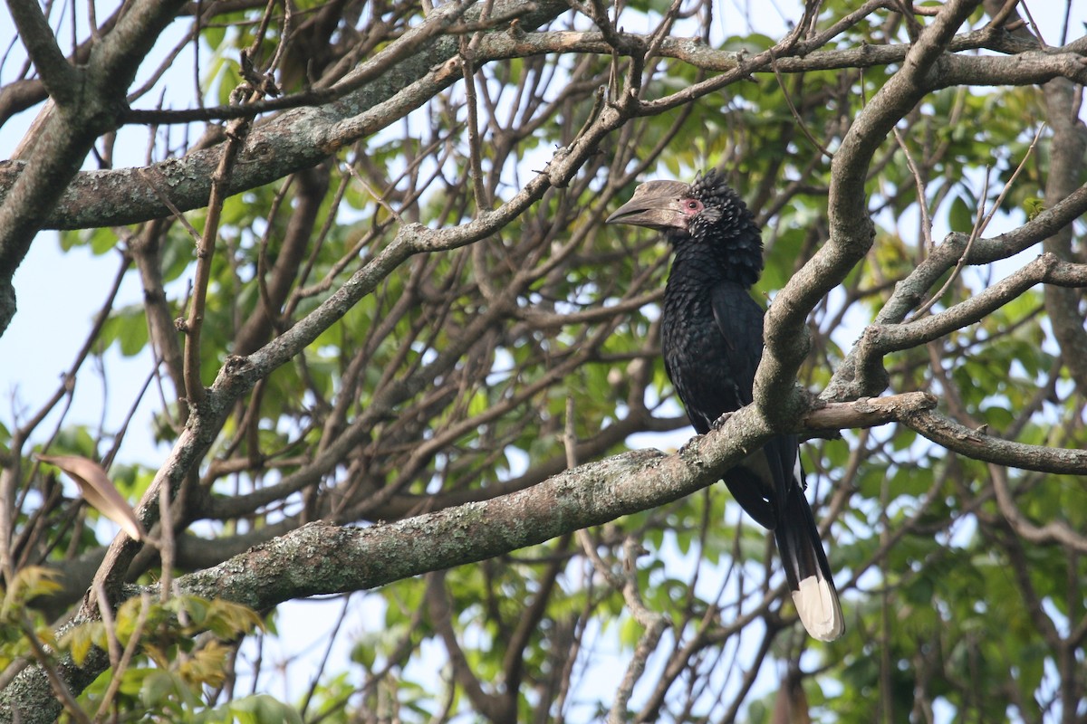 ギンガオサイチョウ - ML647101786