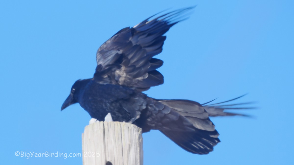 ワタリガラス - ML647101787