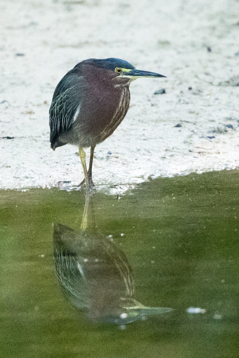 アメリカササゴイ - ML647101789