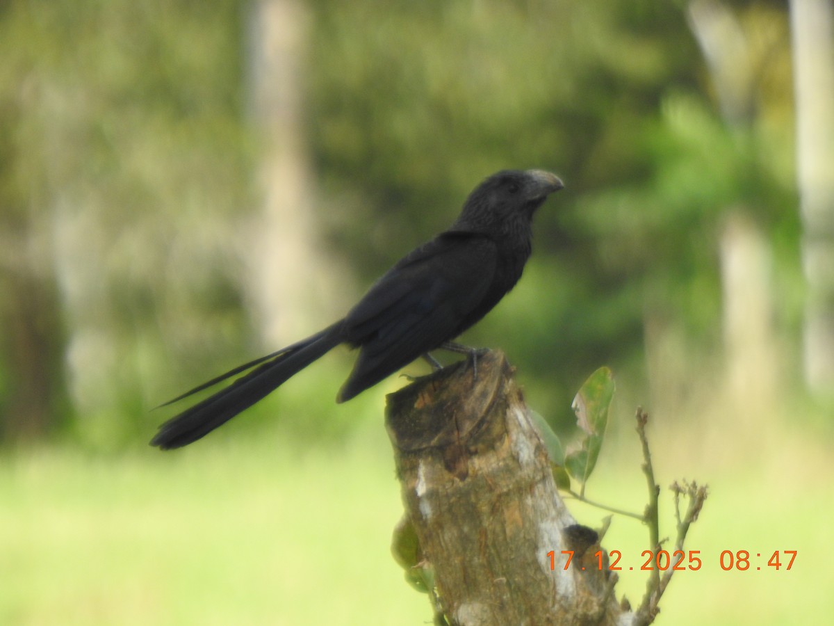 ミゾハシカッコウ - ML647101790