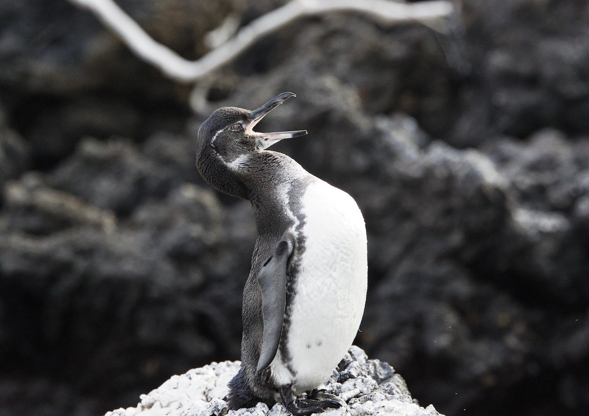 ガラパゴスペンギン - ML647101792