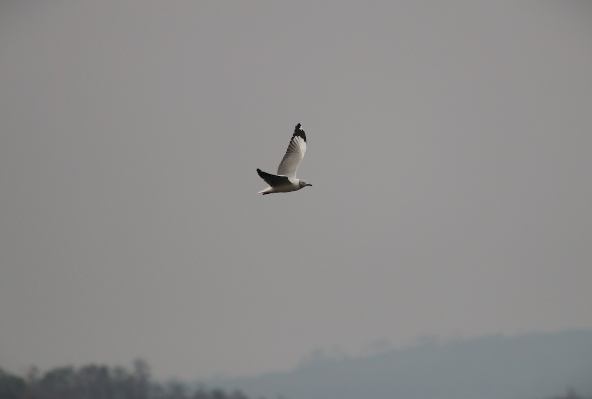 ズアオカモメ - ML647101793