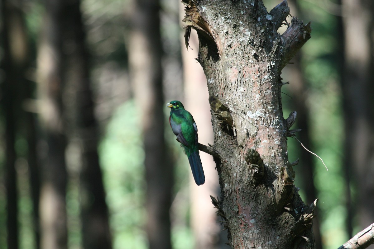 アフリカキヌバネドリ - ML647101794