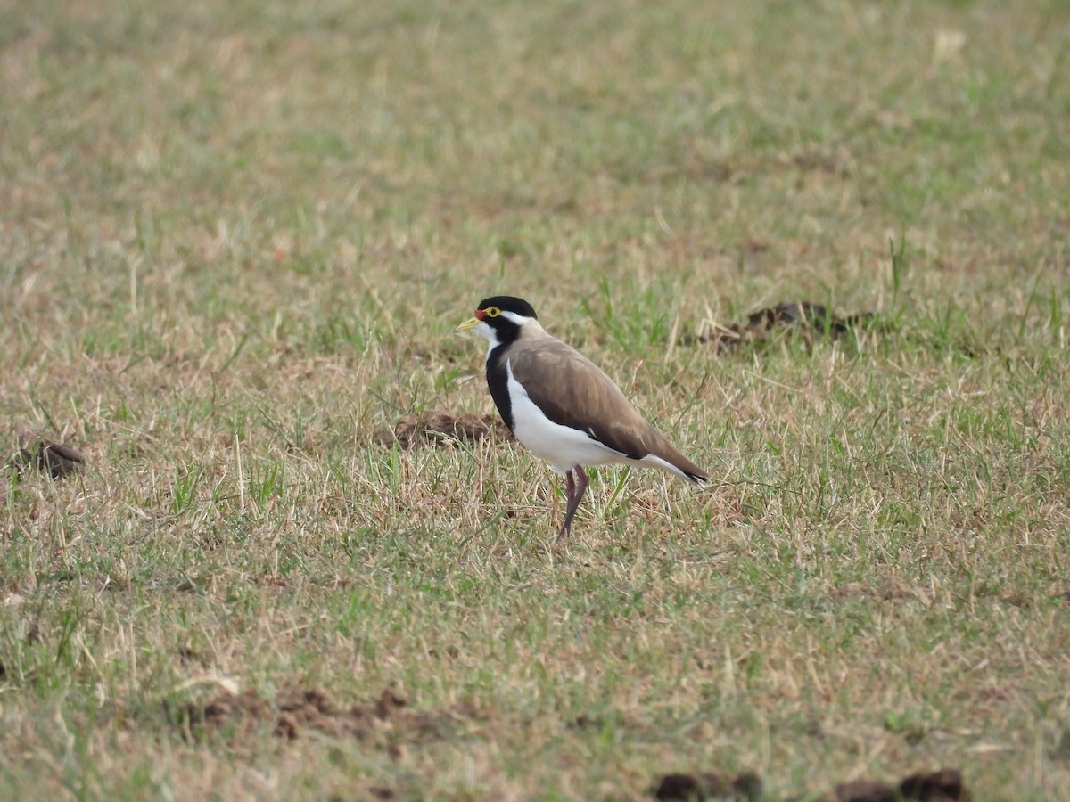 ムナオビトサカゲリ - ML647101796