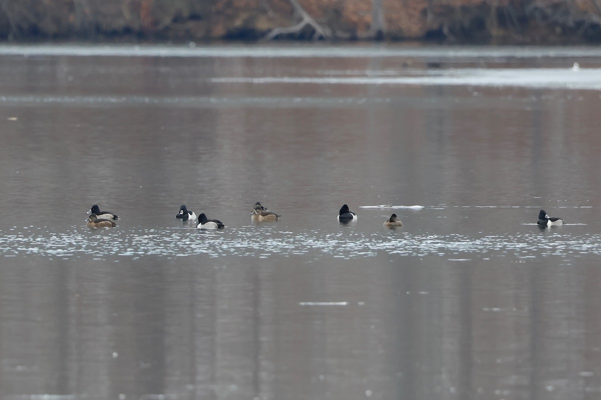 クビワキンクロ - ML647101797