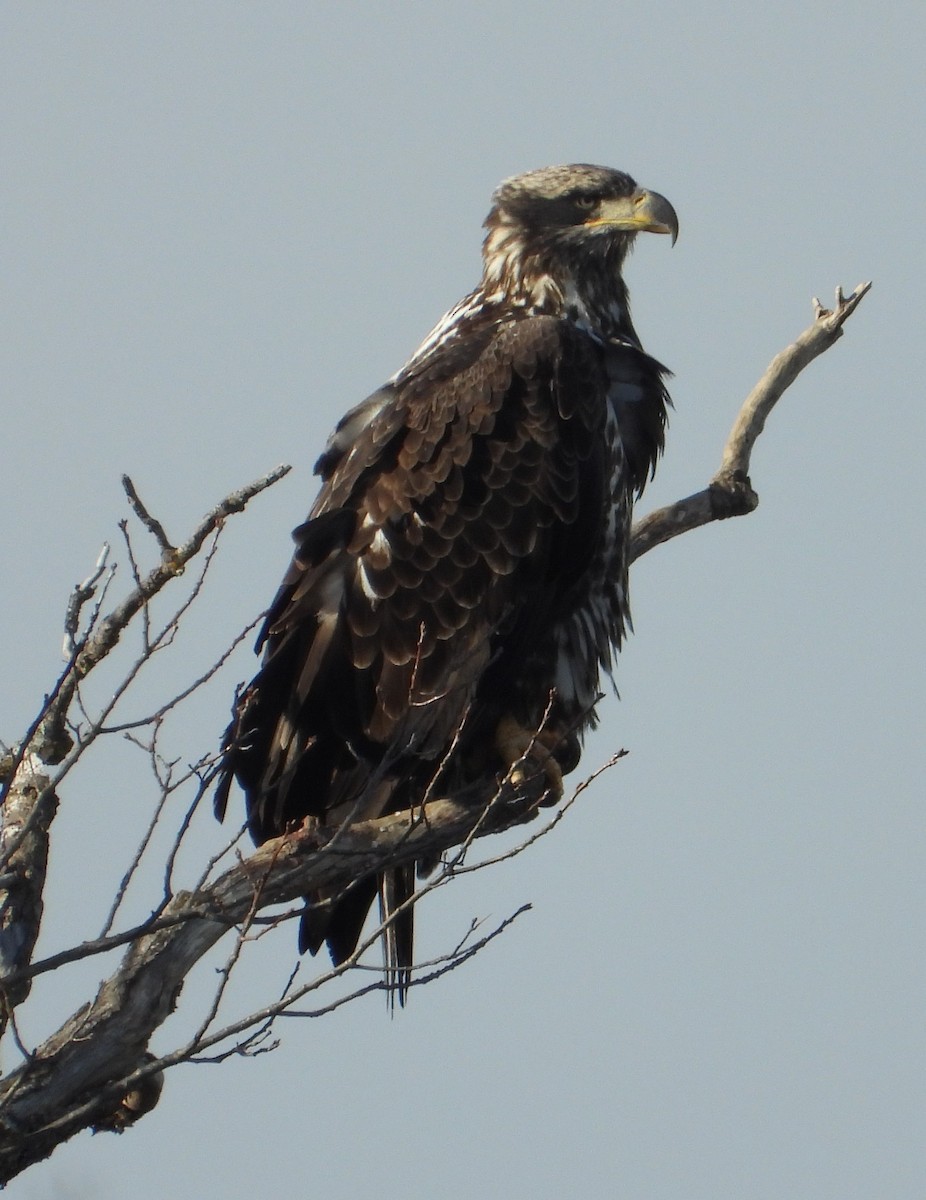 ハクトウワシ - ML647101798