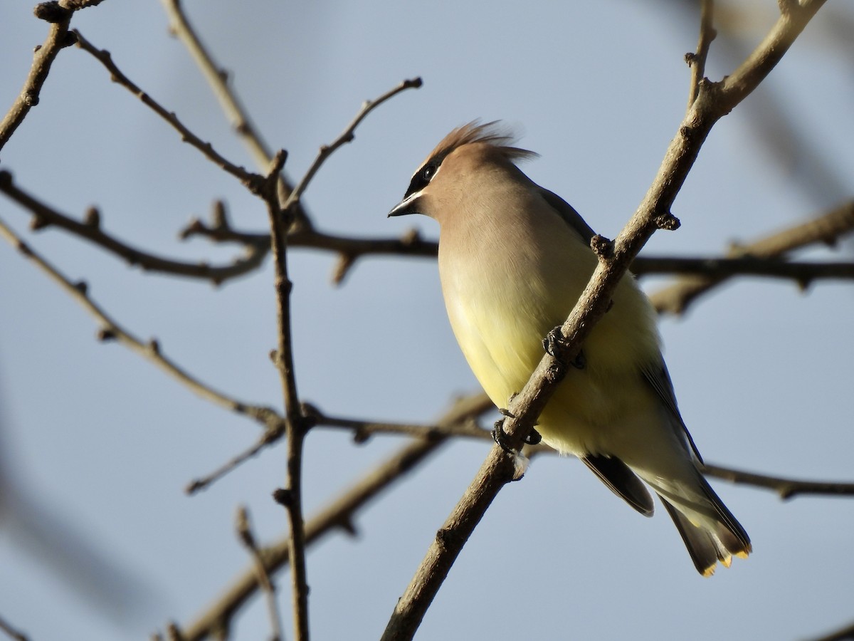 ヒメレンジャク - ML647101801