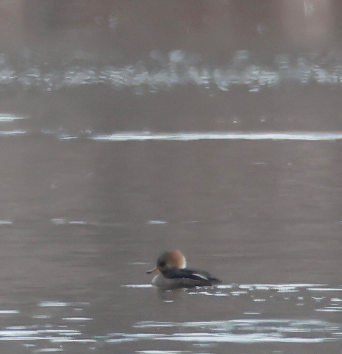 Hooded Merganser - ML647101807