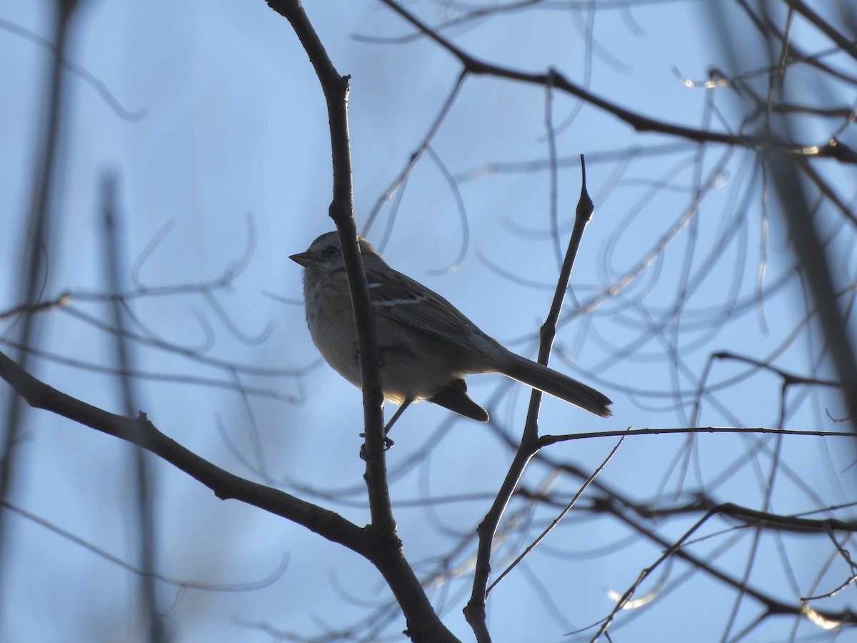 American Tree Sparrow - ML647101812