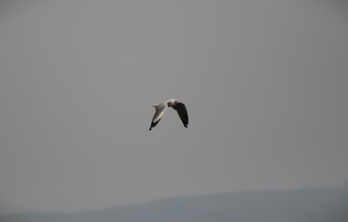 Gray-hooded Gull - ML647101813