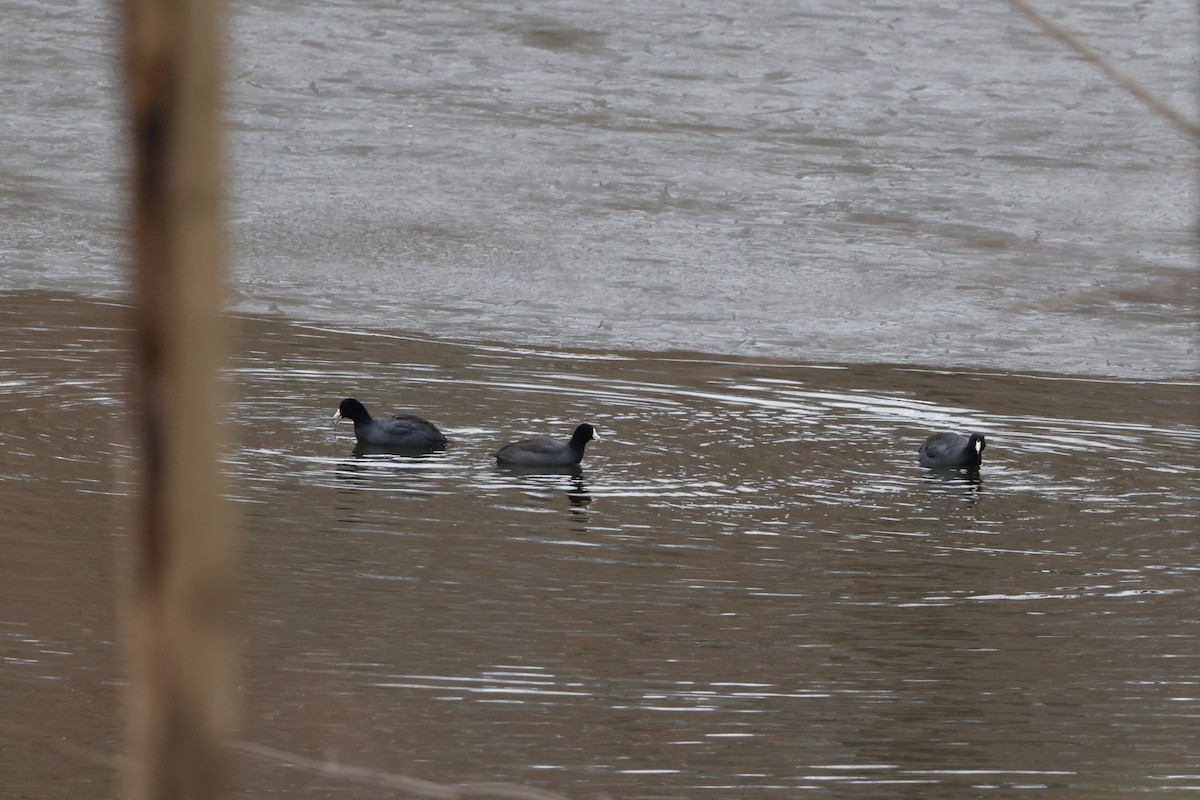 American Coot - ML647101824
