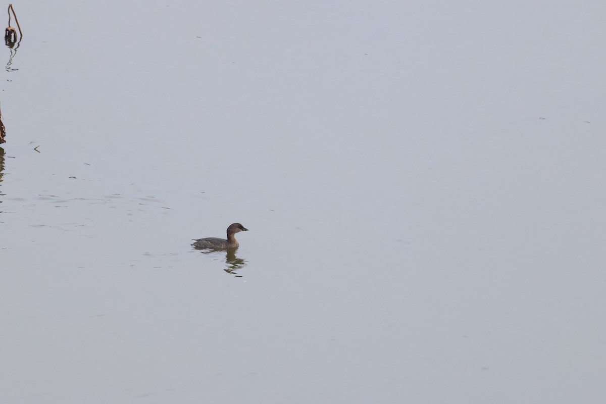 Pied-billed Grebe - ML647101830