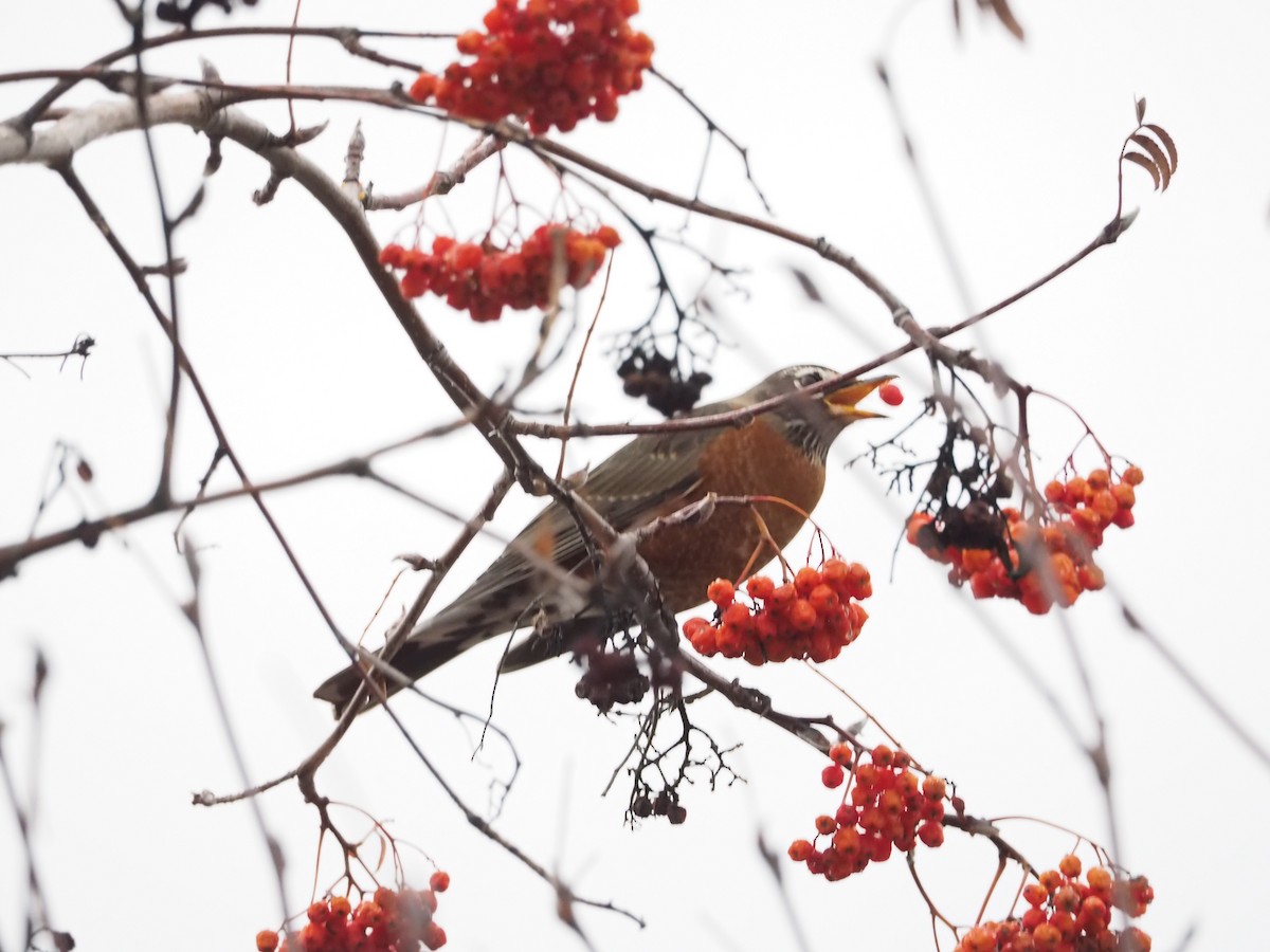American Robin - ML647101835