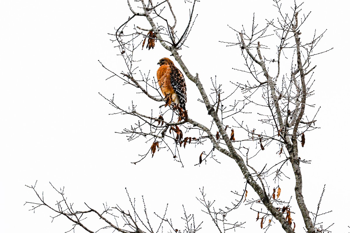 Red-shouldered Hawk - ML647101836