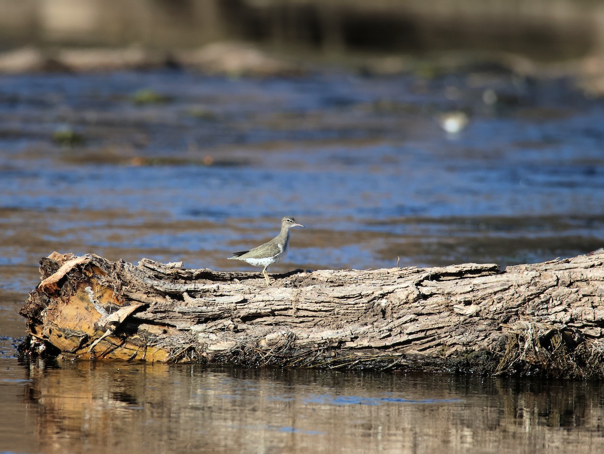 Spotted Sandpiper - ML647101837