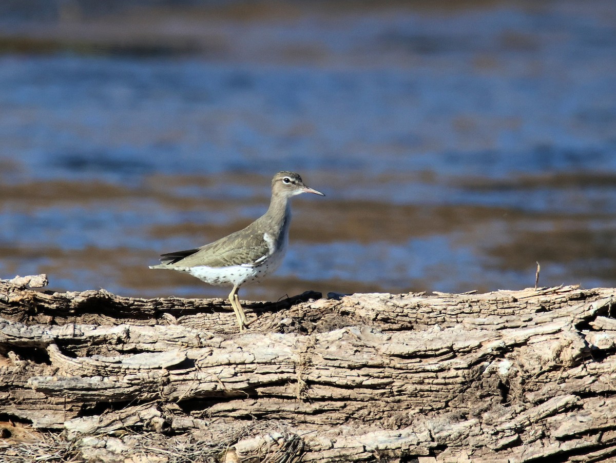 Spotted Sandpiper - ML647101839