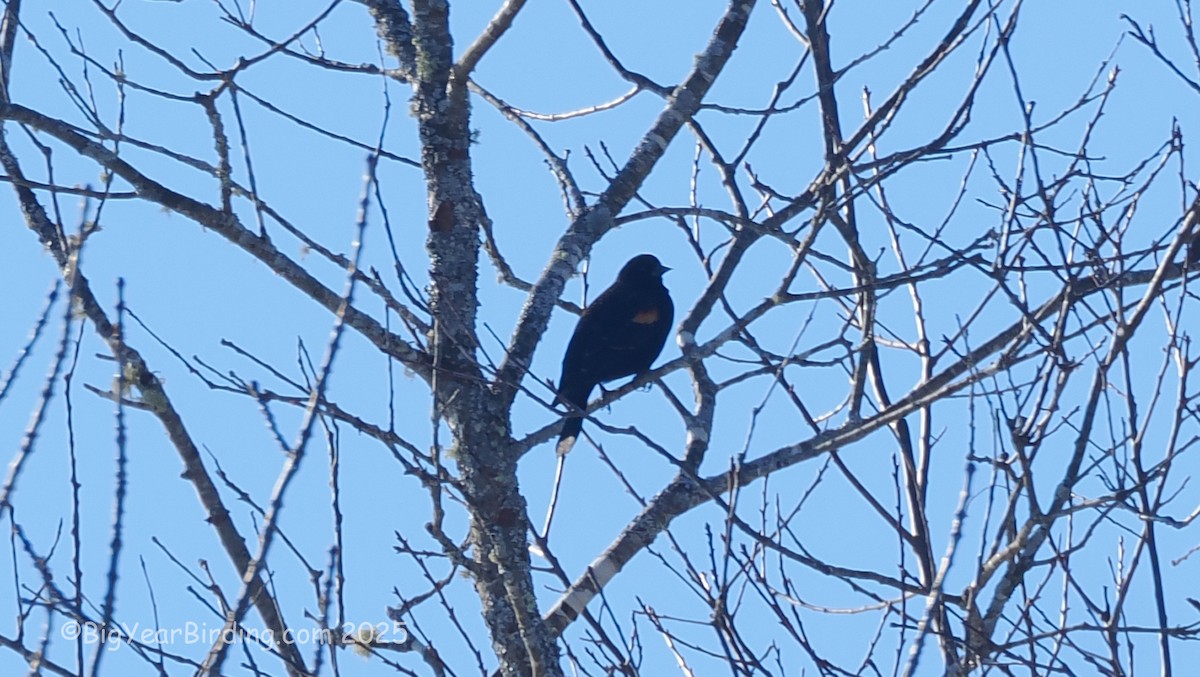 Красноплечий трупиал - ML647101840