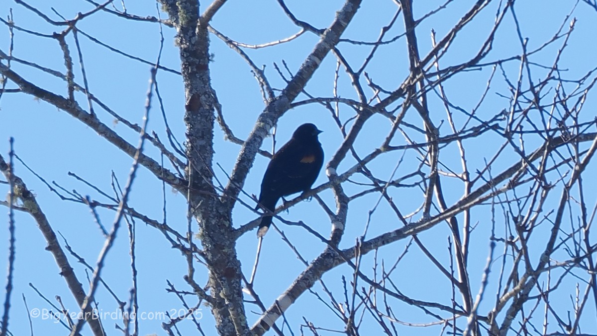 Красноплечий трупиал - ML647101841