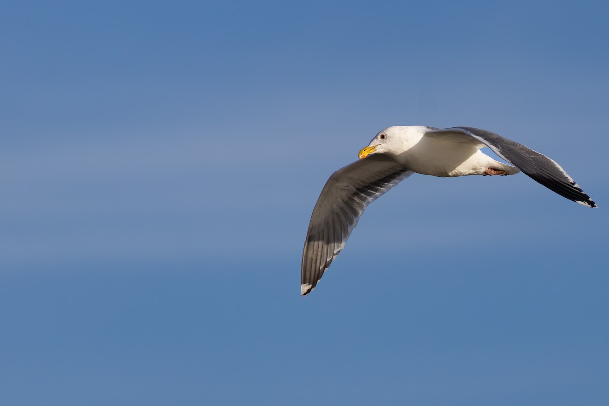 чайка sp. - ML647101842