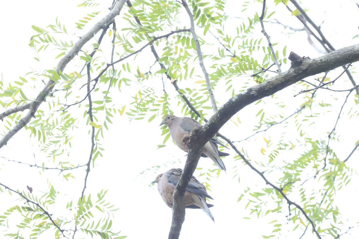 Mourning Dove - ML647101843