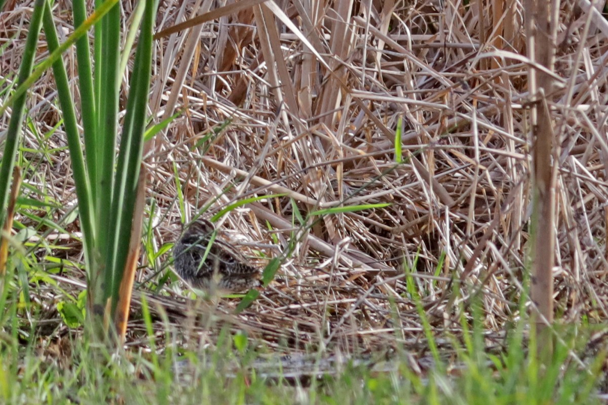 Wilson's Snipe - ML647101844