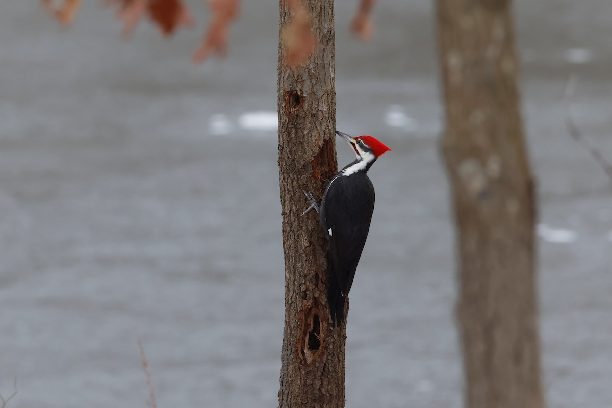 hvitbrynsvartspett - ML647101845