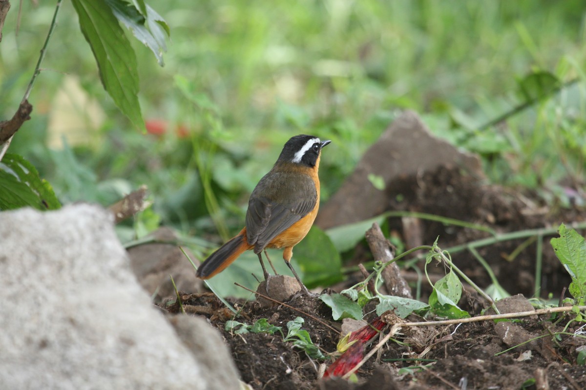 Rüppell's Robin-Chat - ML647101847