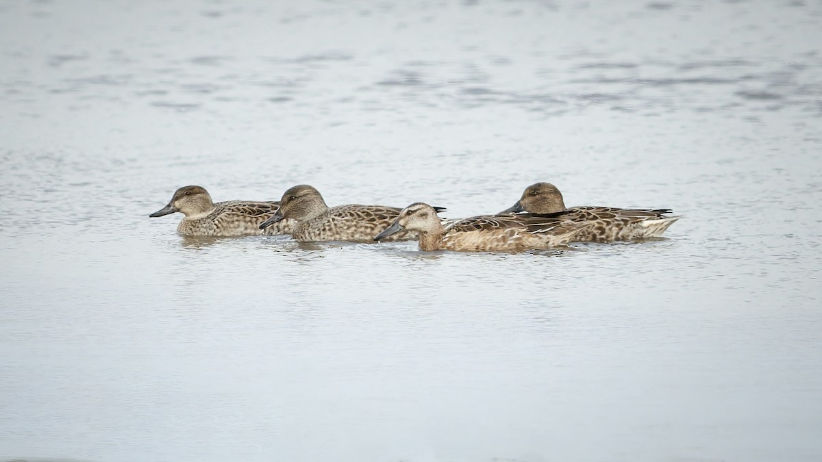 Чирок-трескунок - ML647101848