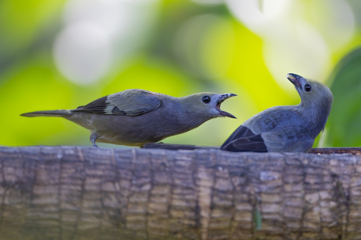 Palmentangare - ML647101849