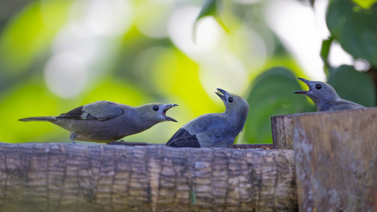 Palmentangare - ML647101850