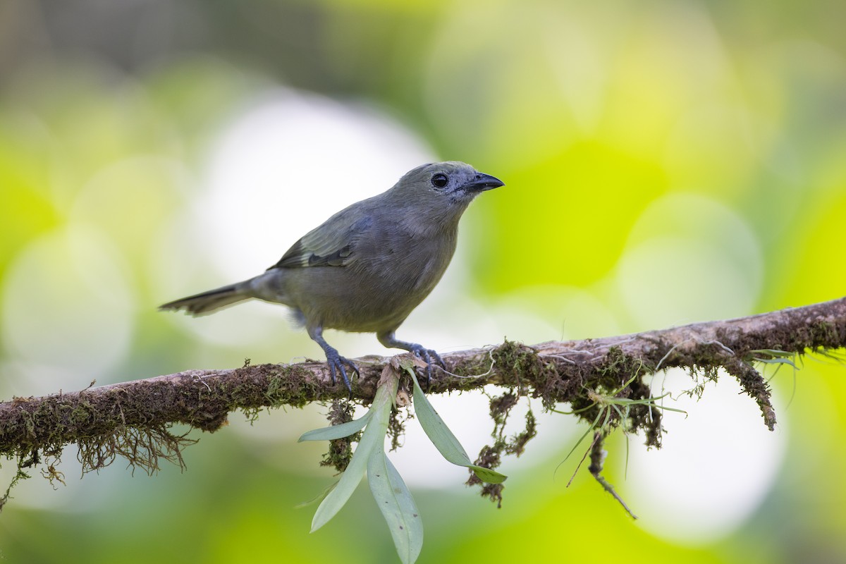 Palmentangare - ML647101851