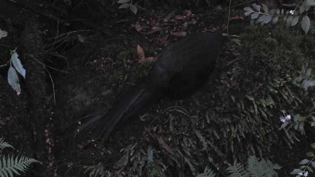 Superb Lyrebird - ML647101852