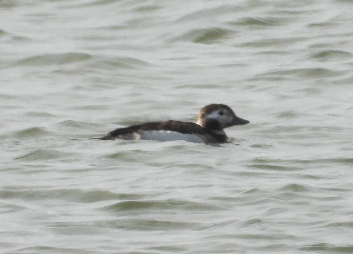 Long-tailed Duck - ML647101854