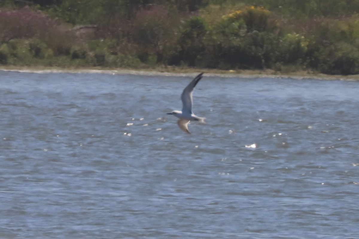 Snowy-crowned Tern - ML647101855
