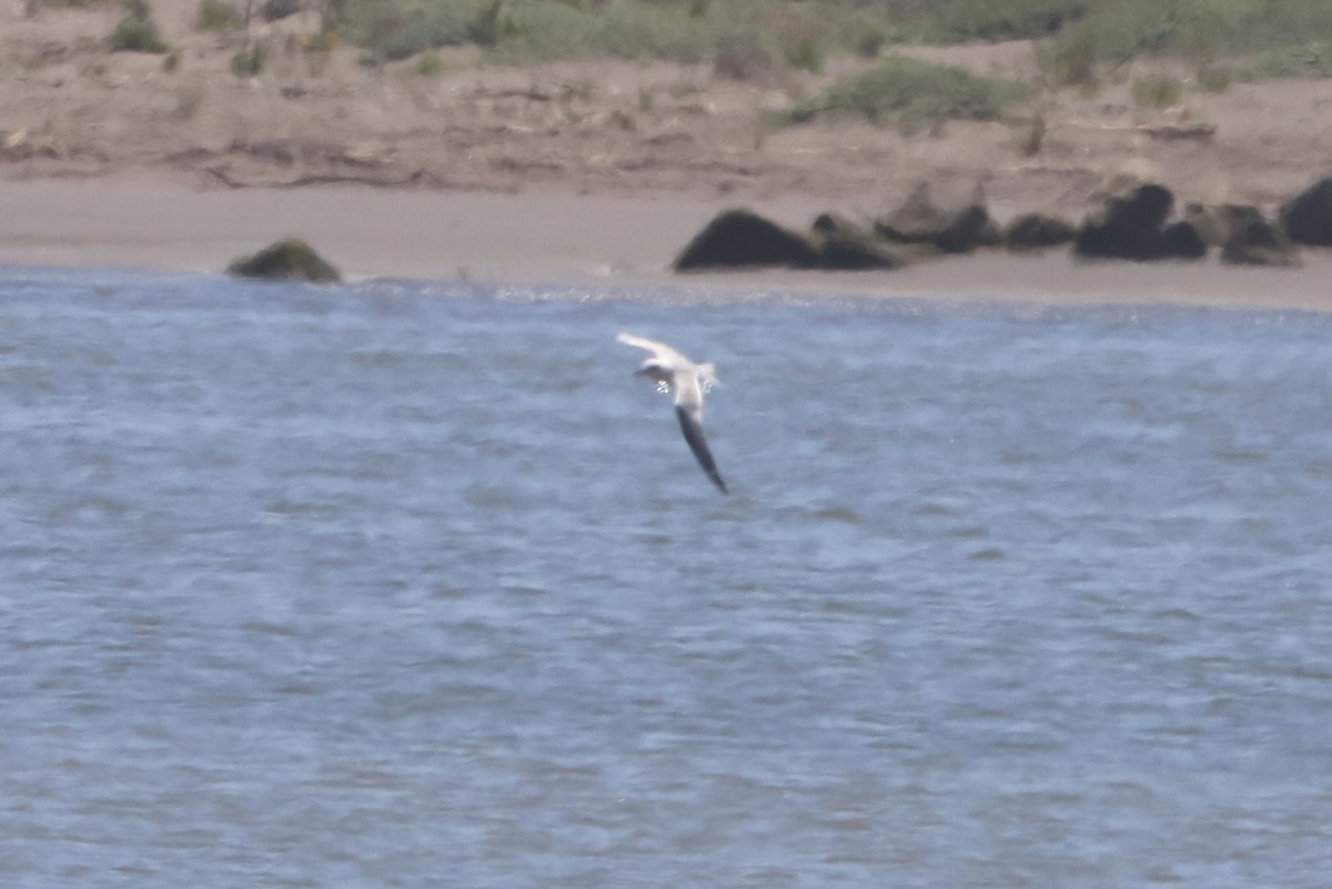 Snowy-crowned Tern - ML647101856