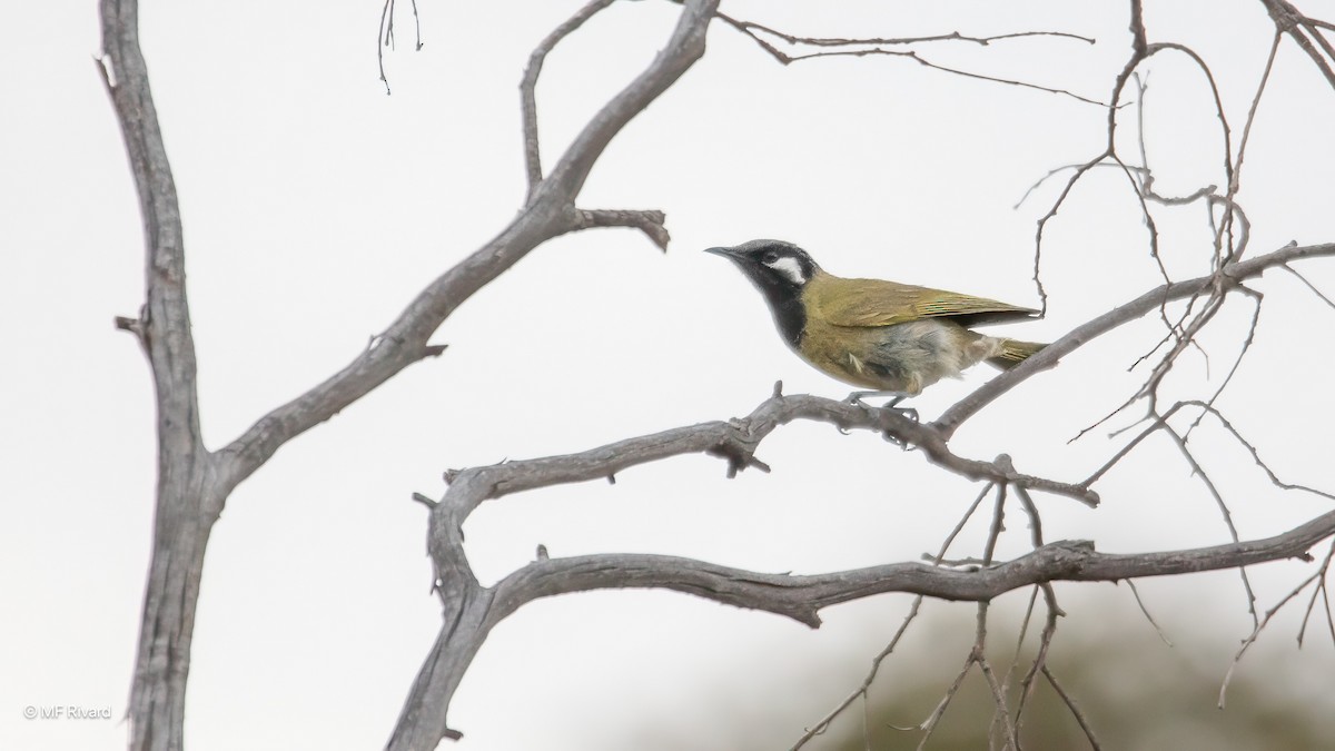 White-eared Honeyeater - ML647101857