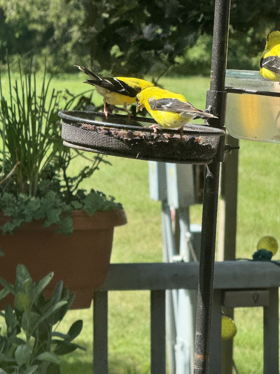 čížek žlutý - ML647101858