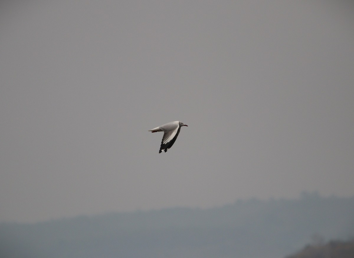 Gray-hooded Gull - ML647101865