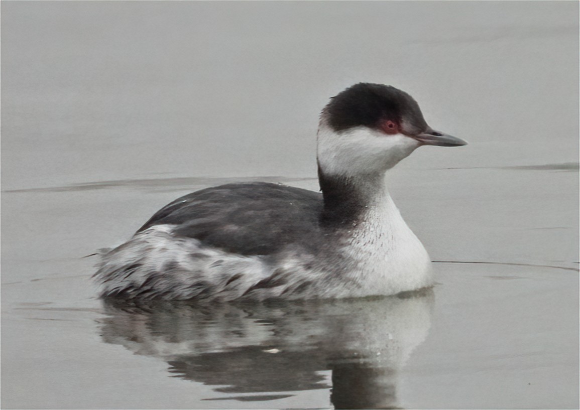 Horned Grebe - ML647101873