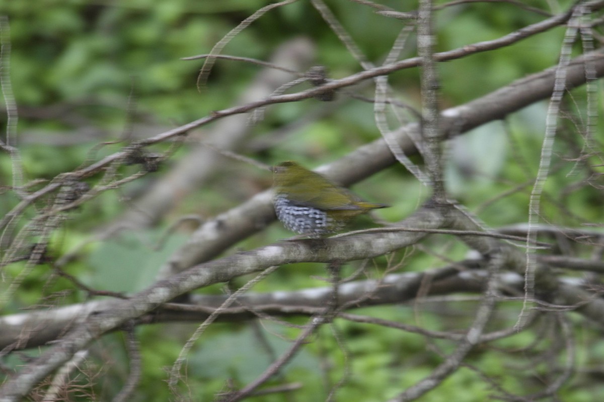 Green-backed Twinspot (Green-breasted) - ML647101874