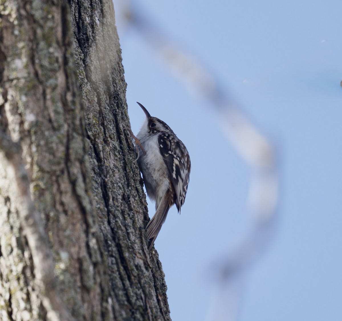 amerikatrekryper - ML647101877