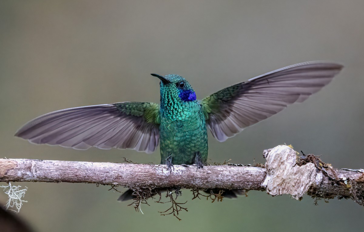 ヒメミドリハチドリ - ML647101878