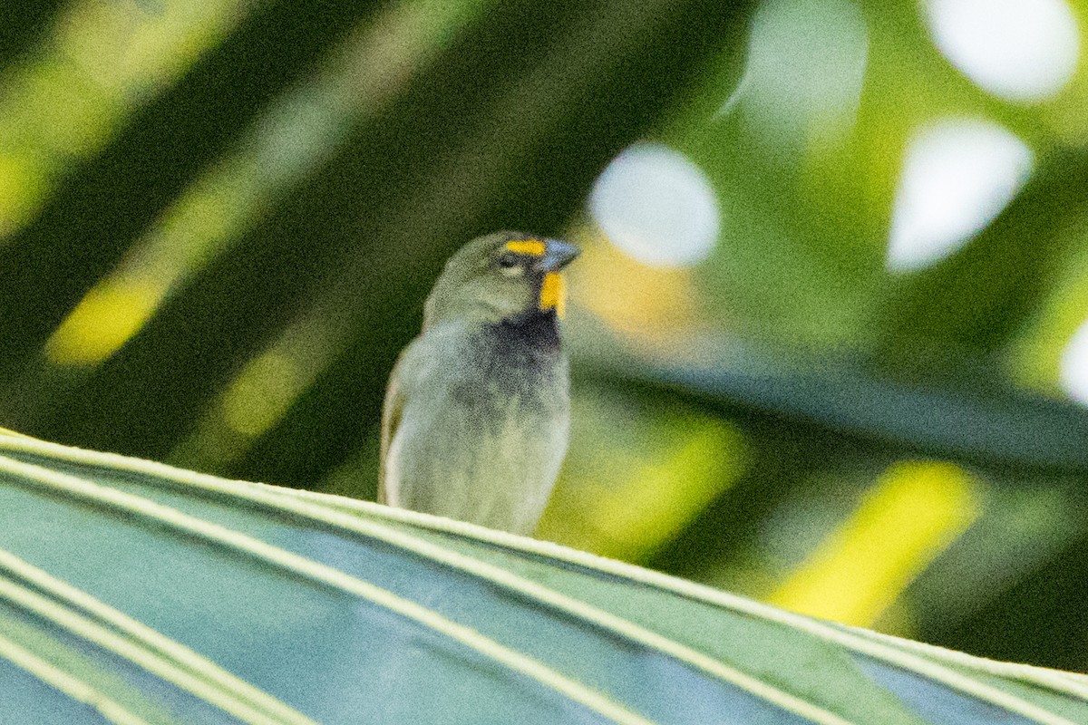 Semillero Tomeguín - ML647101879