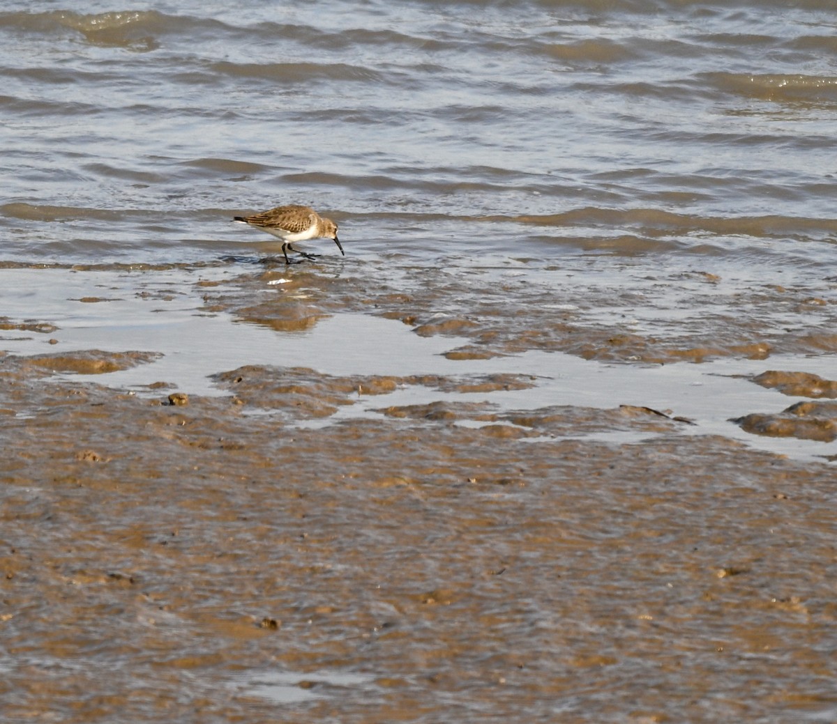 Alpenstrandläufer - ML647101880