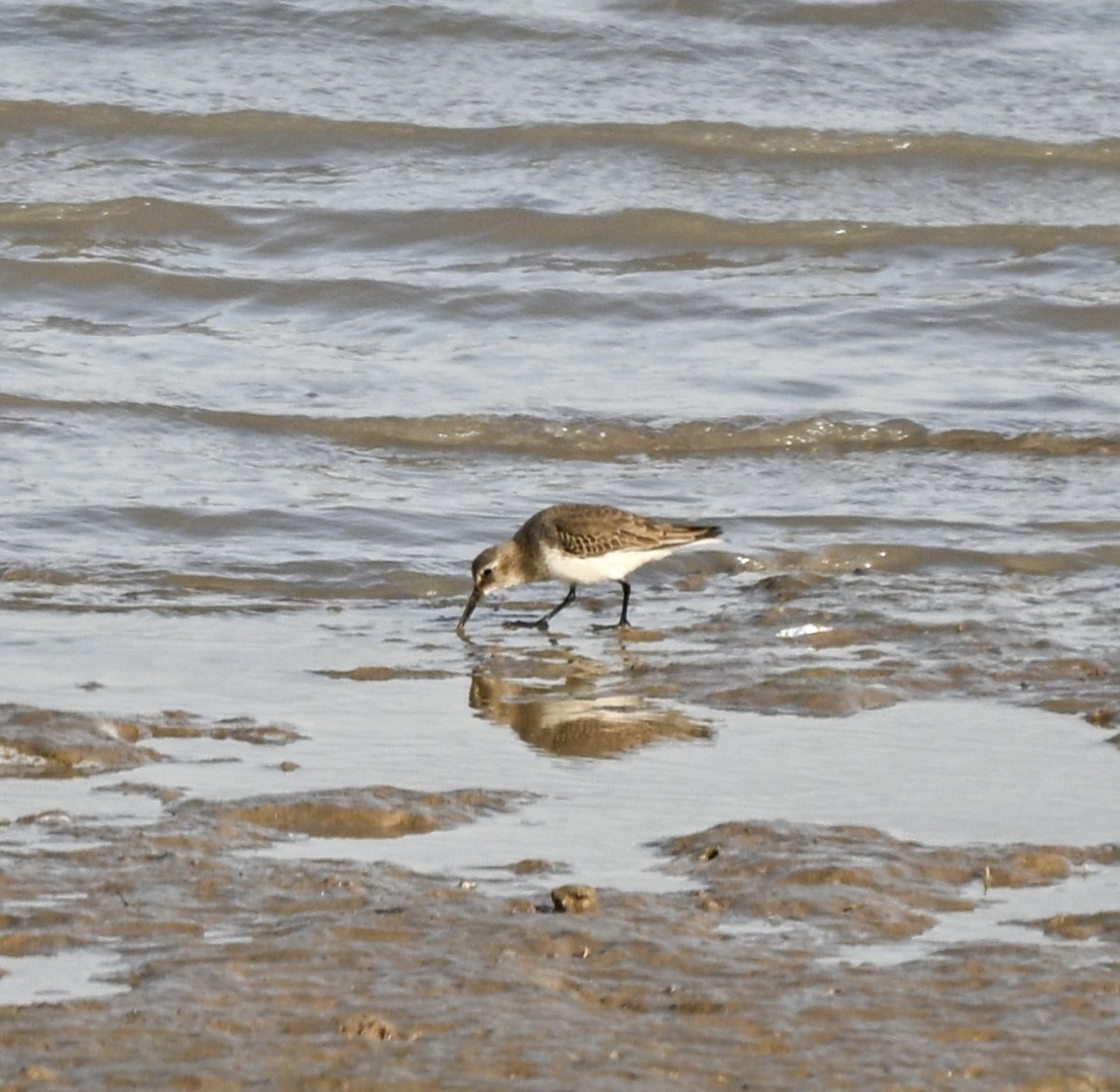 Alpenstrandläufer - ML647101881