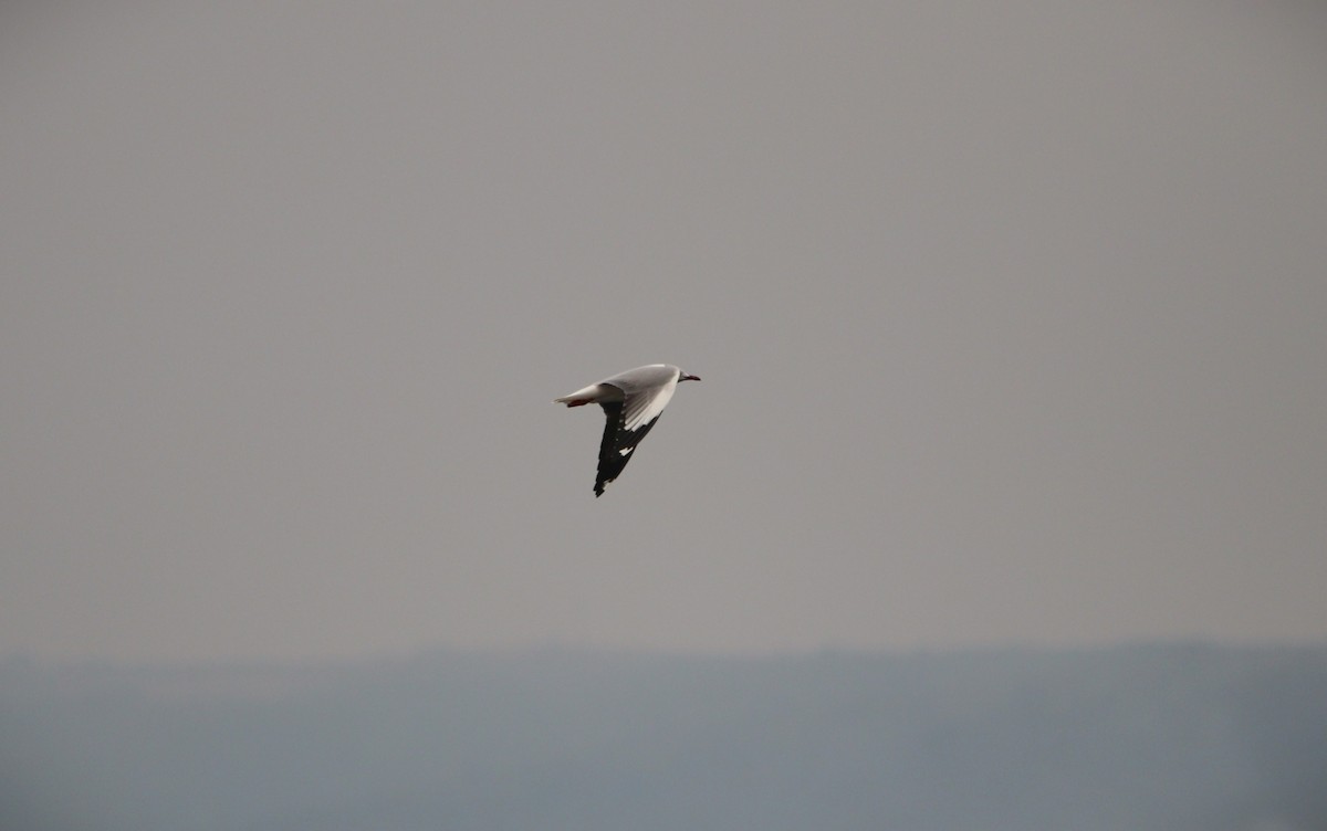 Gray-hooded Gull - ML647101882