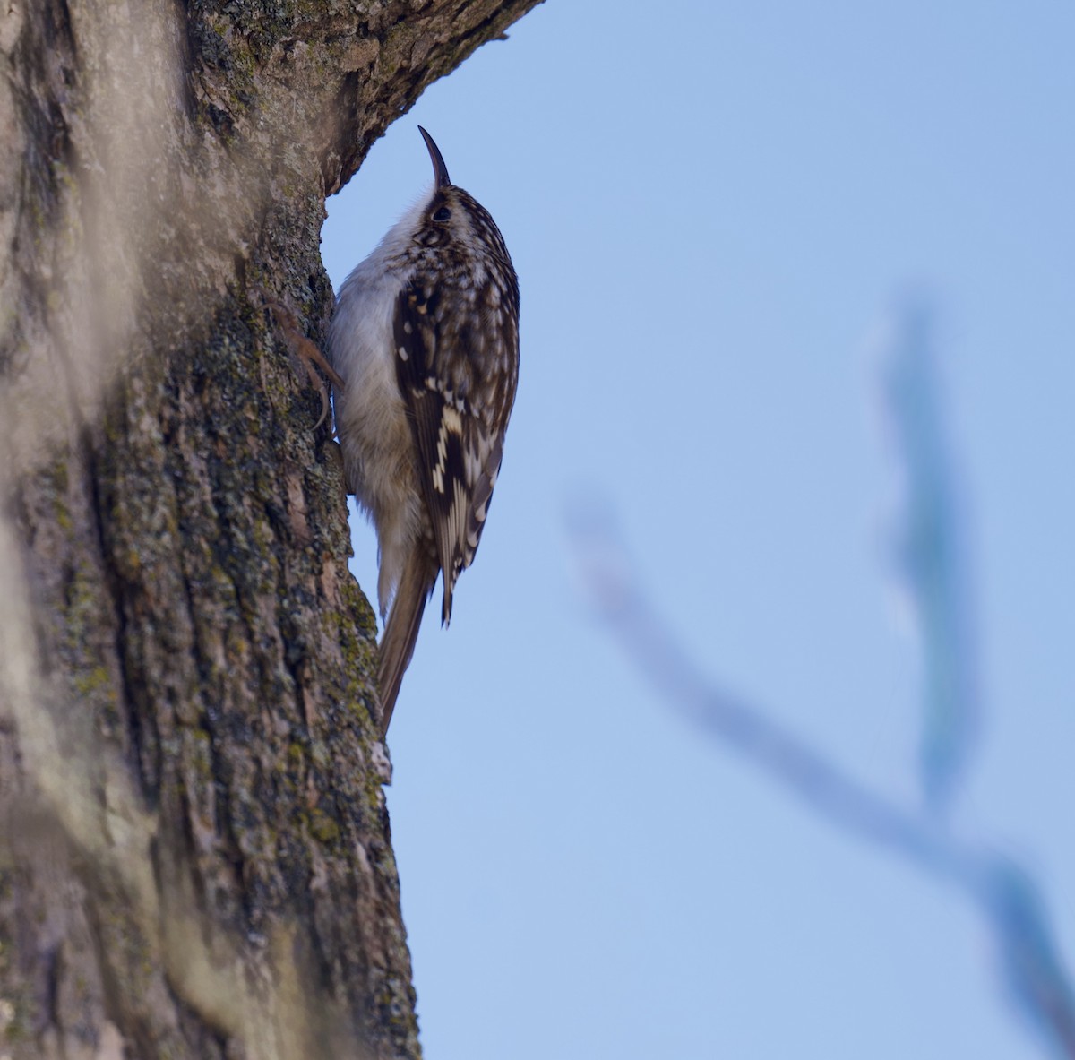 amerikatrekryper - ML647101883